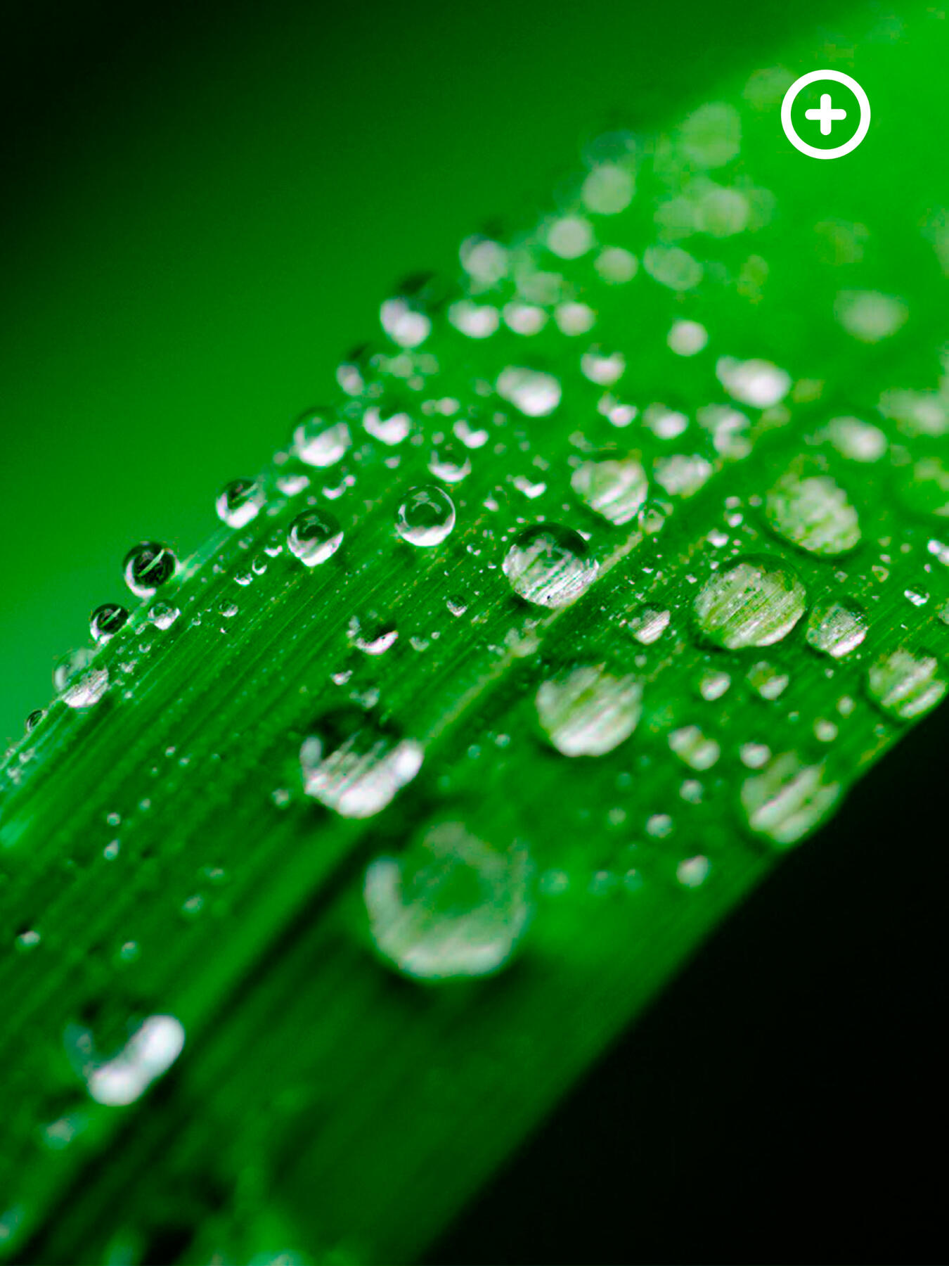 Recuperamos Tus Áreas Verdes